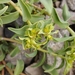 Euphorbia collina - Photo (c) altair.rana ~RM, some rights reserved (CC BY-NC), uploaded by altair.rana ~RM