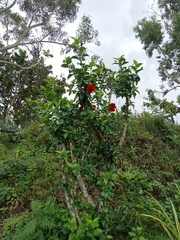 Hibiscus