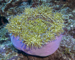 Heteractis magnifica