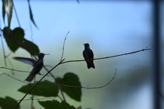 Chrysuronia versicolor