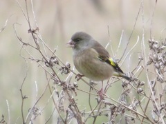 Chloris sinica