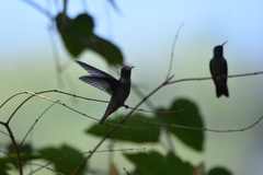 Chlorostilbon lucidus