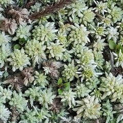 Sphagnum cristatum