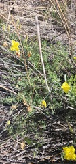 Oenothera hartwegii