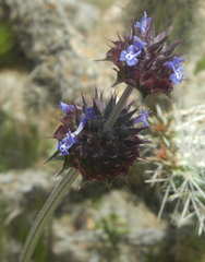 Salvia columbariae