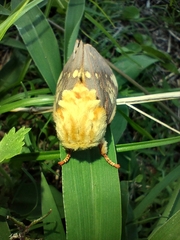 Citheronia maureillei