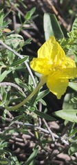 Oenothera hartwegii