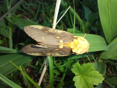 Citheronia maureillei