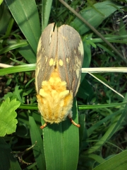 Citheronia maureillei