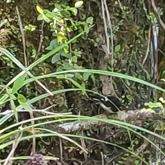 Petroica macrocephala