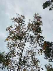 Acacia auriculiformis