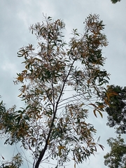 Acacia auriculiformis