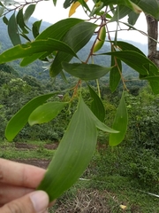 Acacia auriculiformis