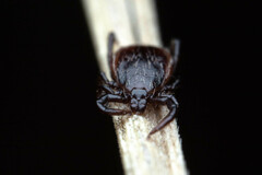 Ixodes pacificus