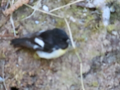 Petroica macrocephala