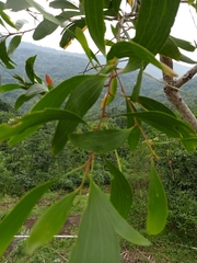 Acacia auriculiformis