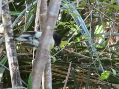 Petroica macrocephala