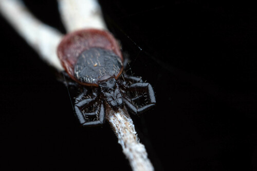 Western Black-legged Tick