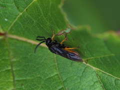 Sterictiphora