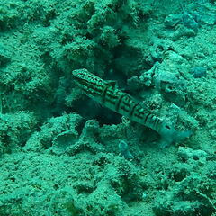 Amblygobius phalaena