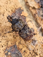 Ryssonotus nebulosus