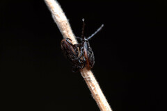 Ixodes pacificus