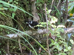 Petroica macrocephala