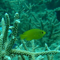 Pomacentrus moluccensis