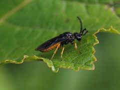 Sterictiphora