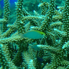 Pomacentrus aurifrons