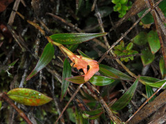 Elleanthus ampliflorus