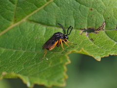 Sterictiphora