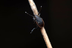 Ixodes pacificus