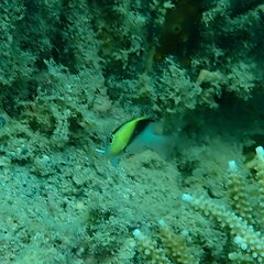 Chrysiptera rollandi