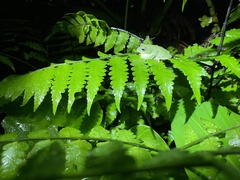 Zhangixalus taipeianus