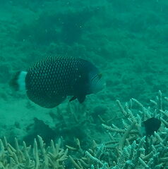 Novaculichthys taeniourus