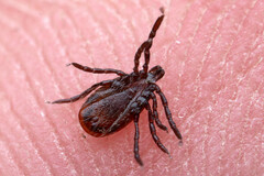 Ixodes pacificus
