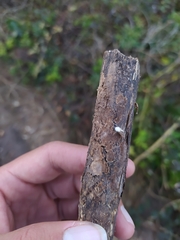 Peniophora albobadia