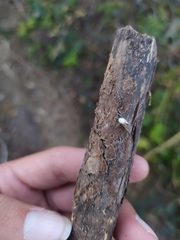 Peniophora albobadia