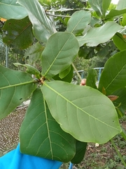 Terminalia catappa