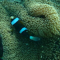 Amphiprion akindynos