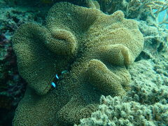 Stichodactyla mertensii