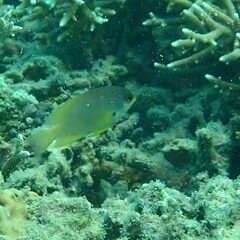 Pomacentrus amboinensis