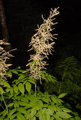 Aruncus dioicus acuminatus