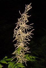 Aruncus dioicus acuminatus