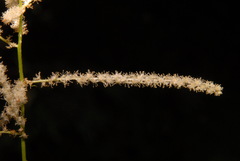 Aruncus dioicus acuminatus