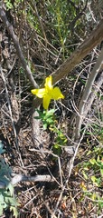 Oenothera hartwegii