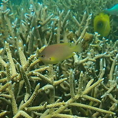 Pomacentrus amboinensis