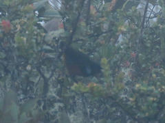 Diglossa gloriosissima