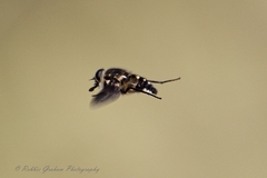 Tabanidae